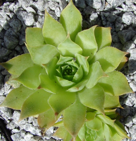 Lime Frost