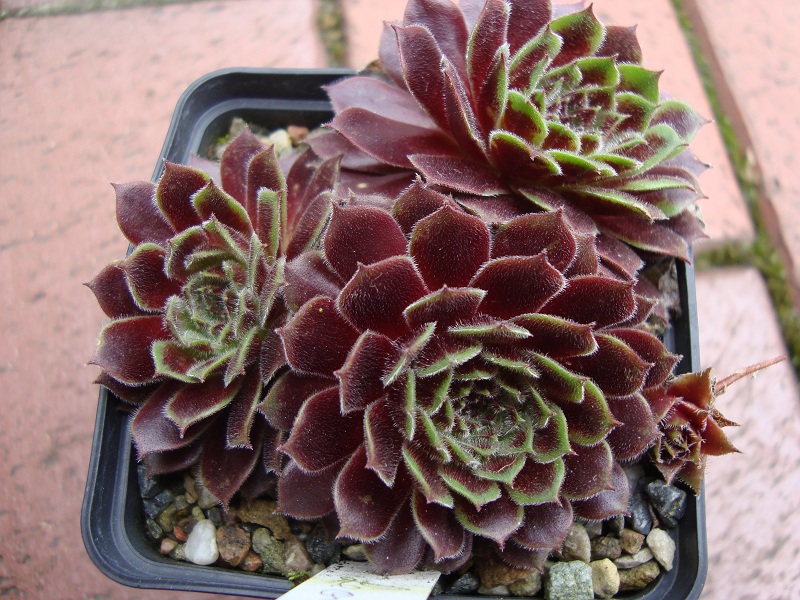 Leonora