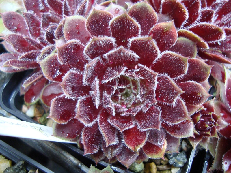Leonora
