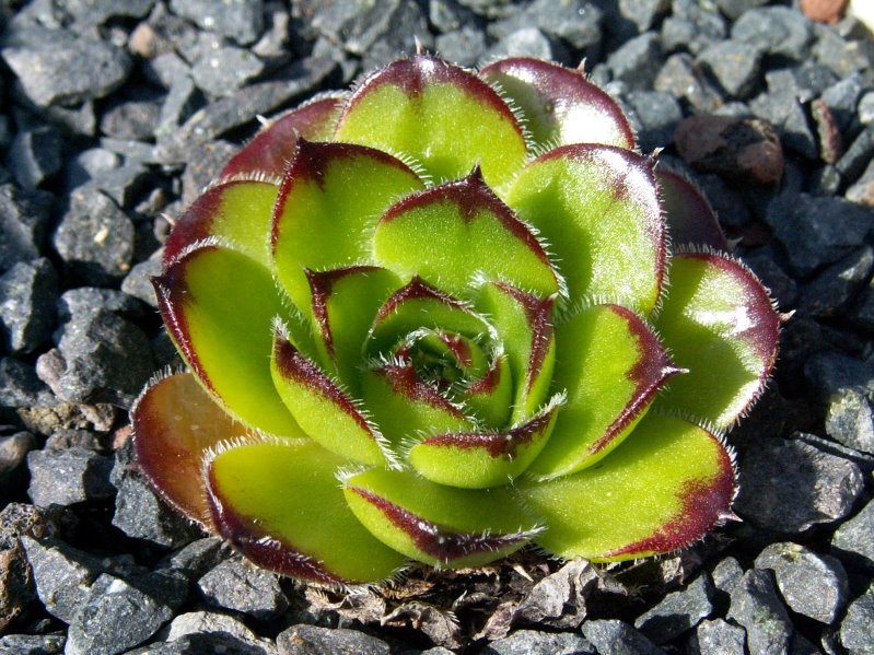 Laubfrosch / Jovi
