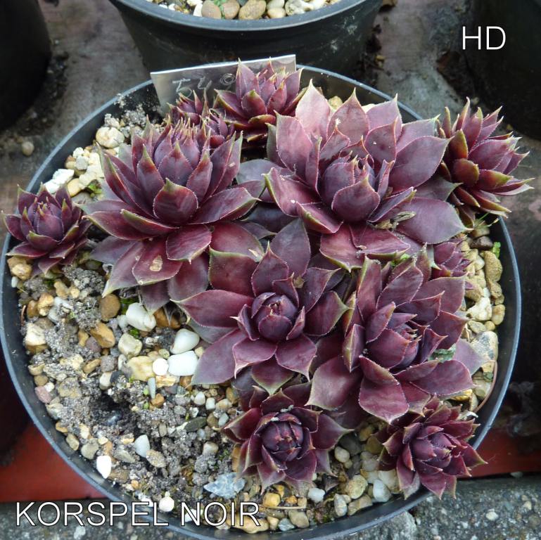 Korspel Noir
