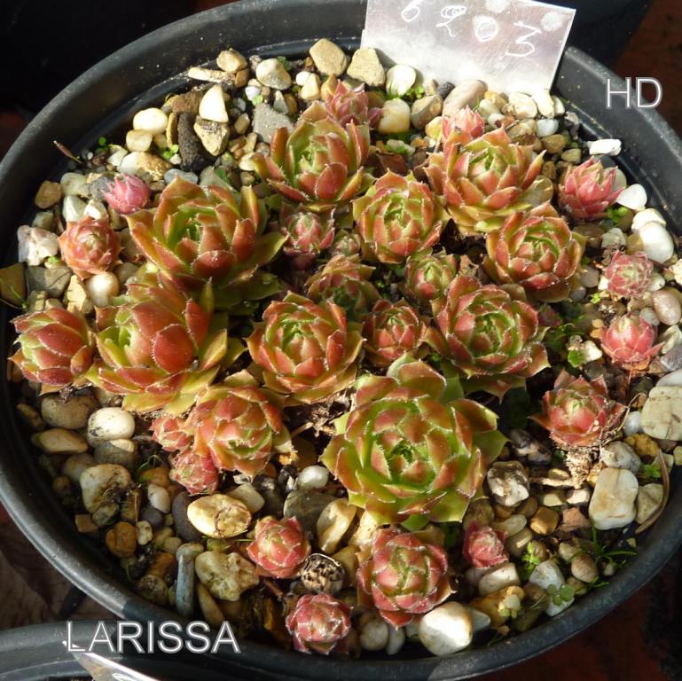 Larissa