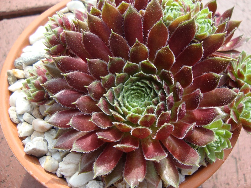 Leonora