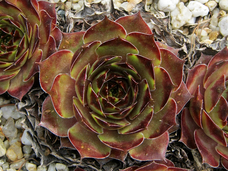 Caruso