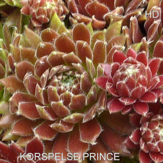 Korspelse Prince