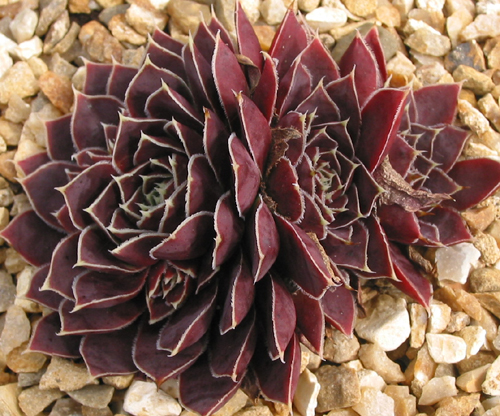Chocoleto / Jovi