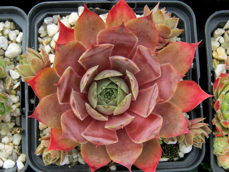 Commander Hay