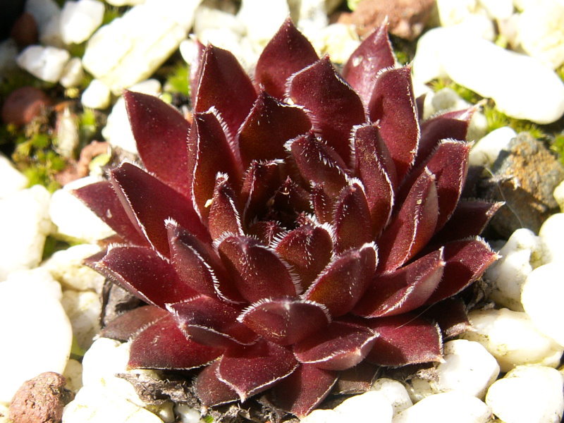 Chocolate Pepper