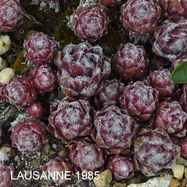 Lausanne