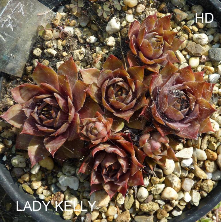 Lady Kelly