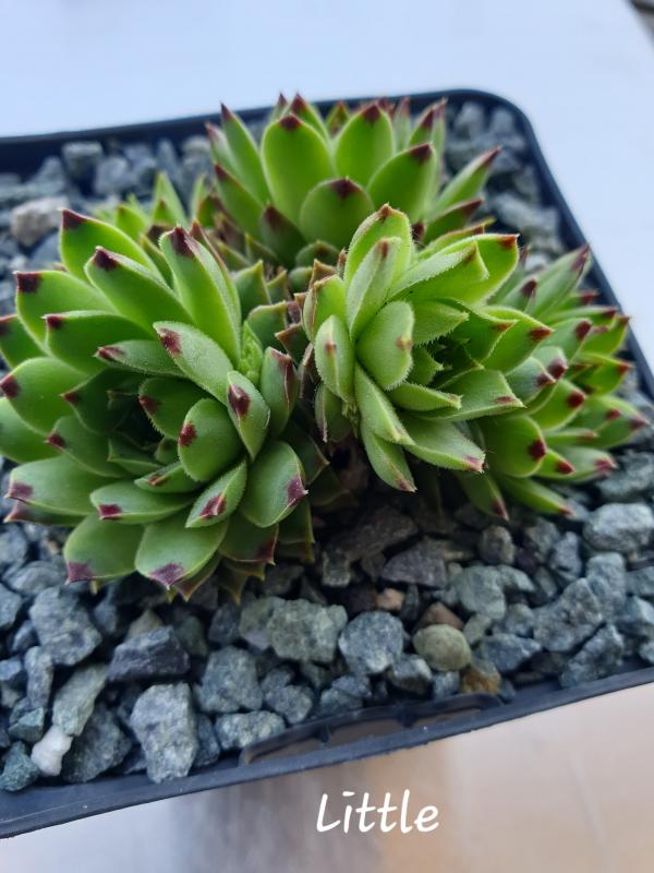 Little