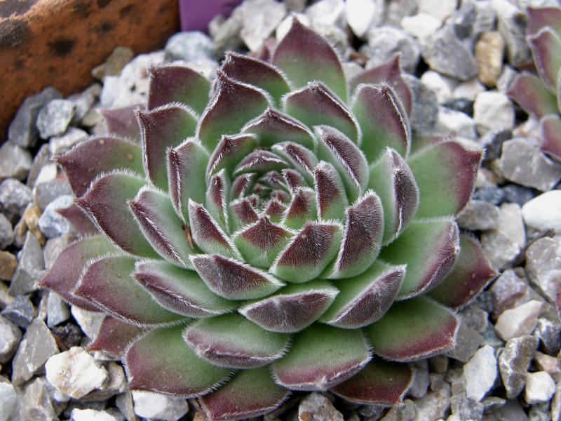 zeleborii