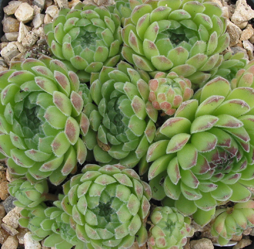 zeleborii
