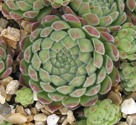 zeleborii