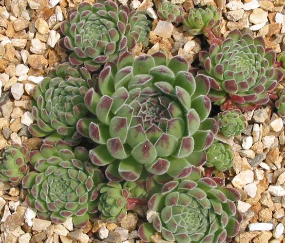 zeleborii