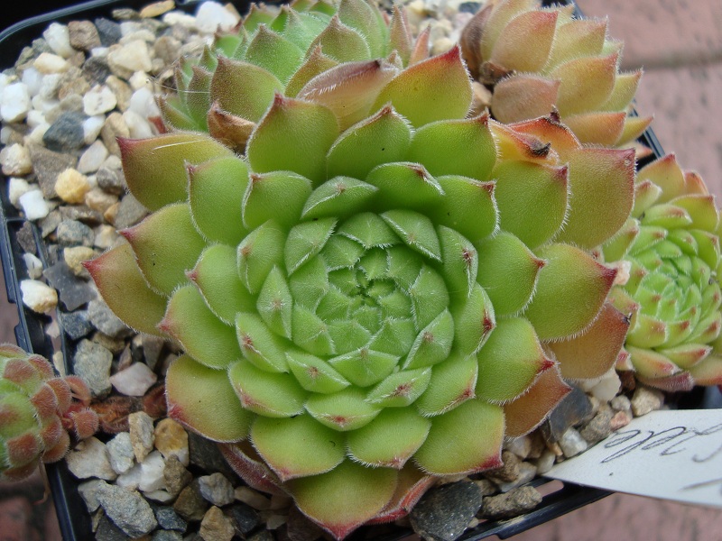 zeleborii