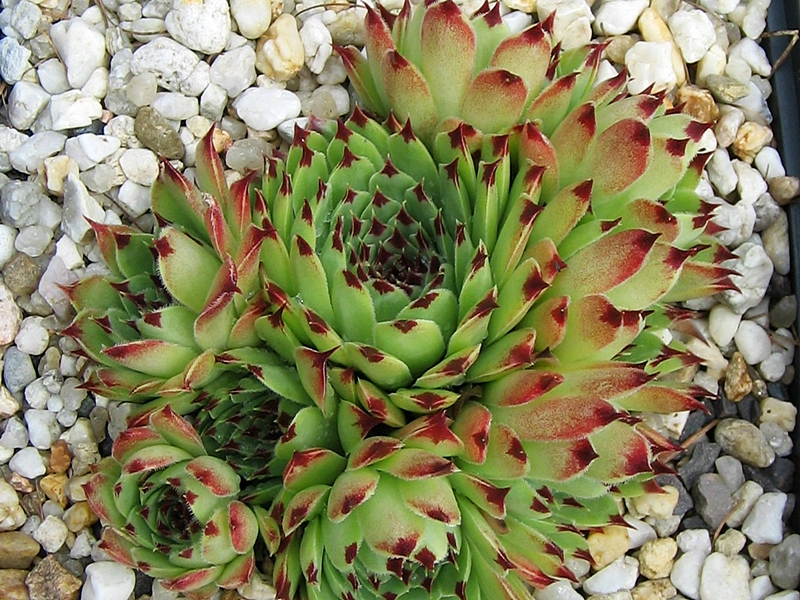 Bicolor
