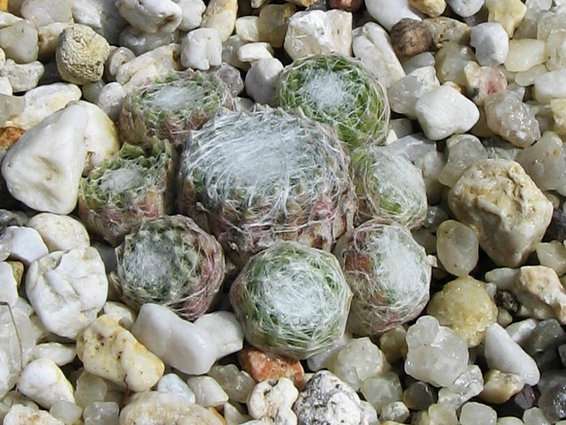 Blütenwolke