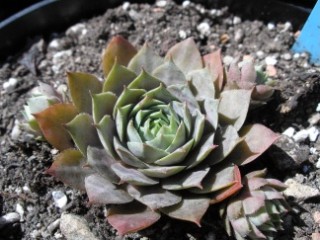 Blari