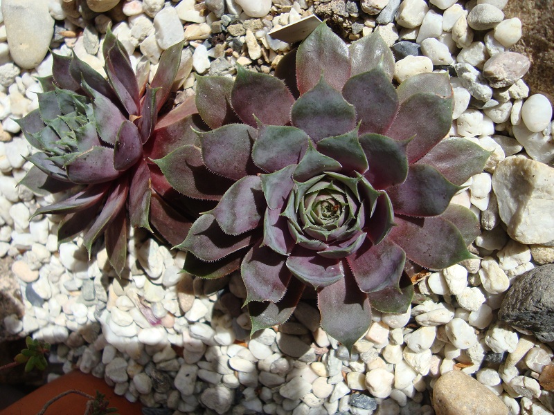 Blaukraut