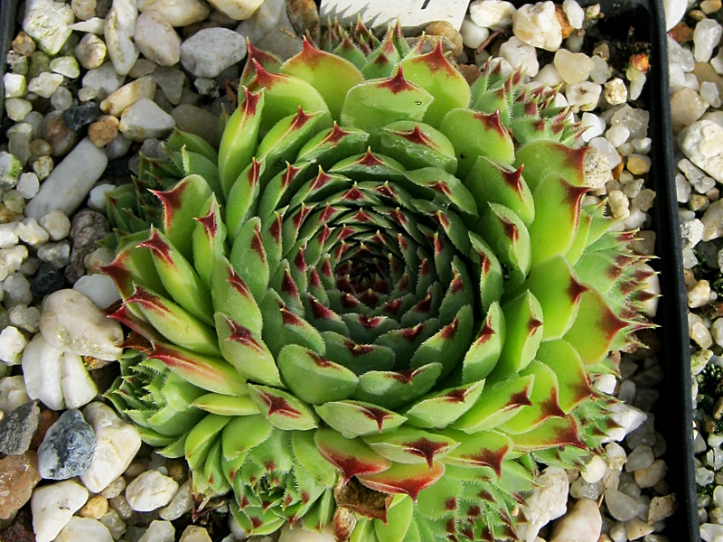 Bicolor