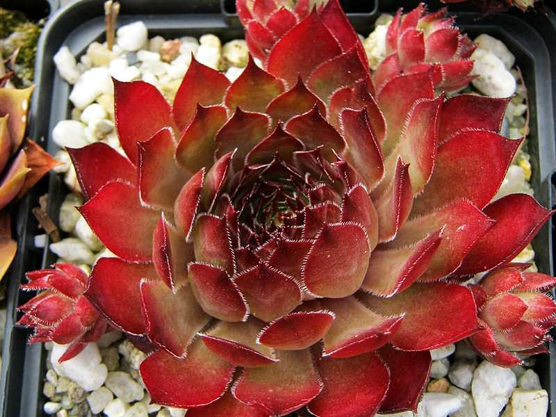 Bloodgood