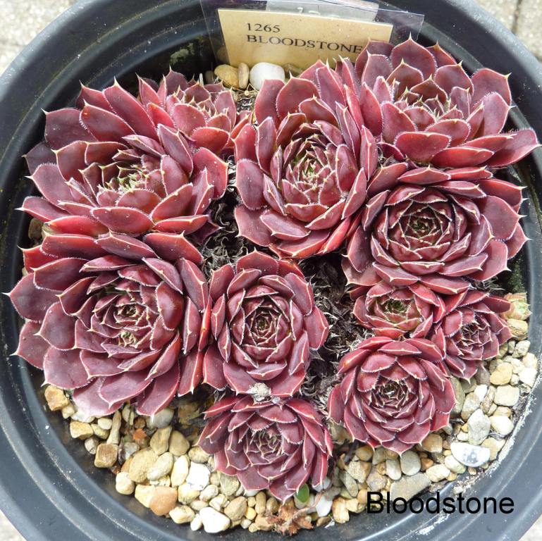 Bloodstone / Jovi
