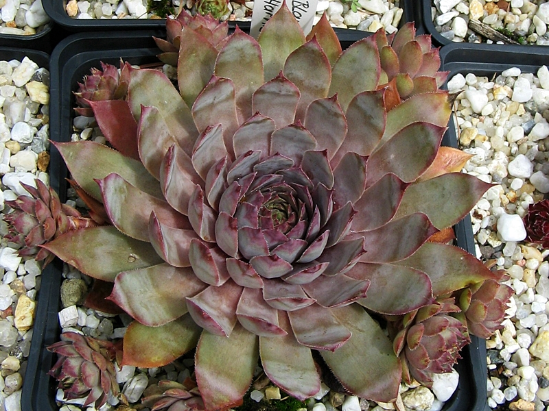 Blauer Harnisch