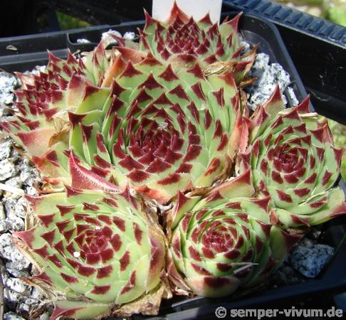 Bicolor