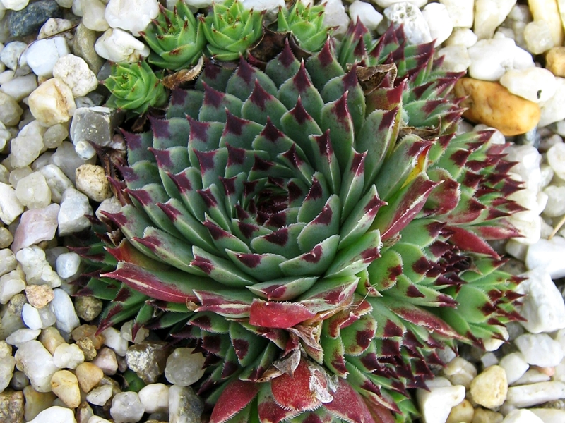 Bicolor