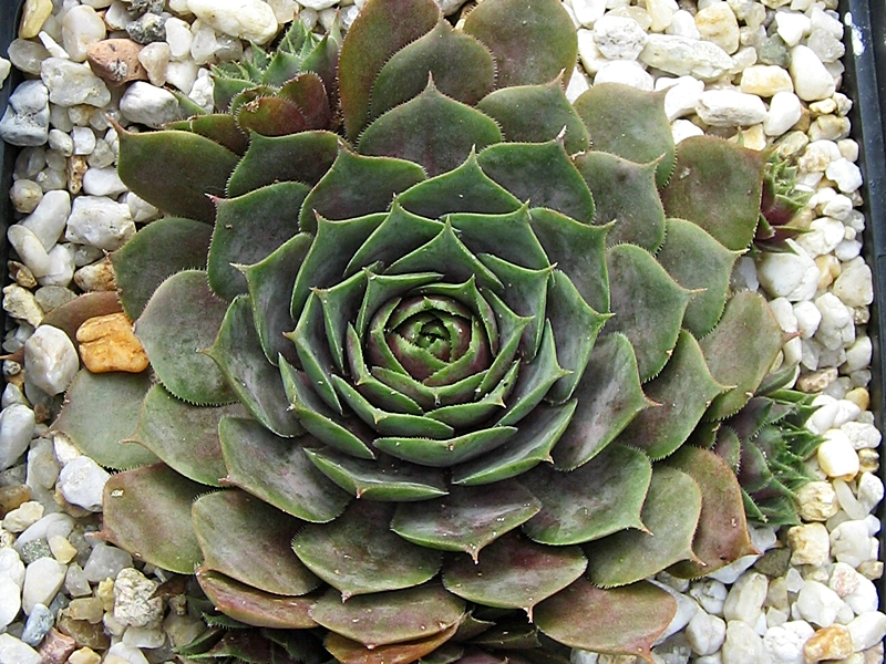 Blaukraut