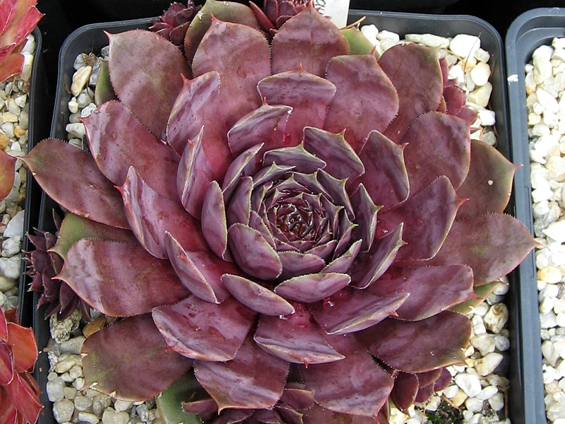 Blaukraut