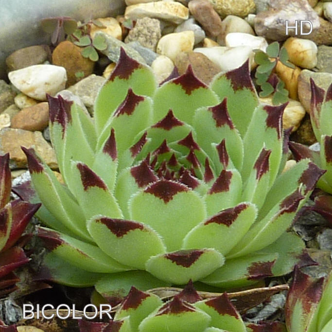 Bicolor