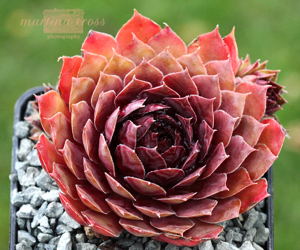 Blazen Jewel