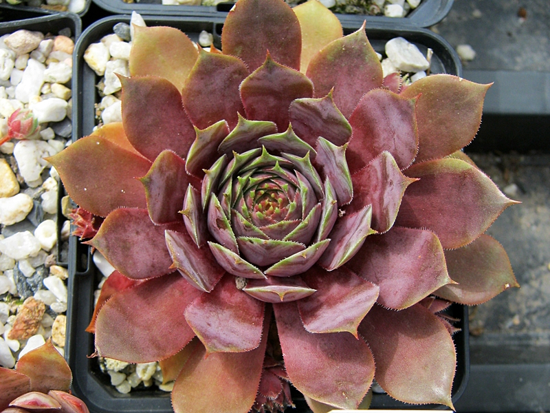 Blaukraut