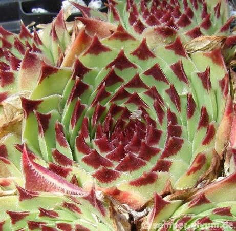 Bicolor