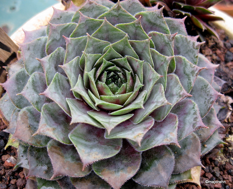 Blaukraut