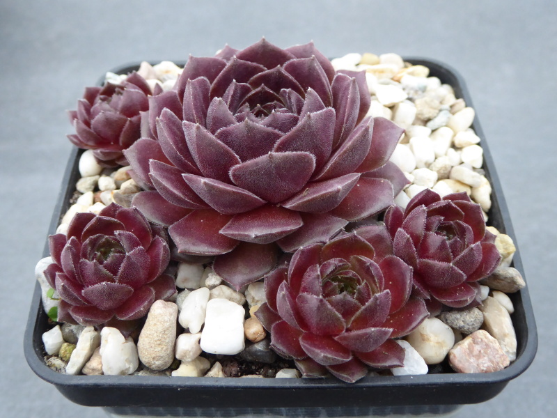 Haccombe Ruby