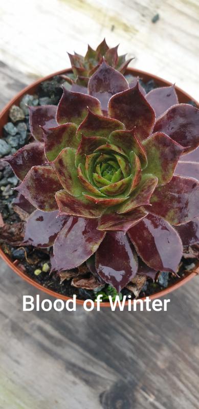 Blood of Winter