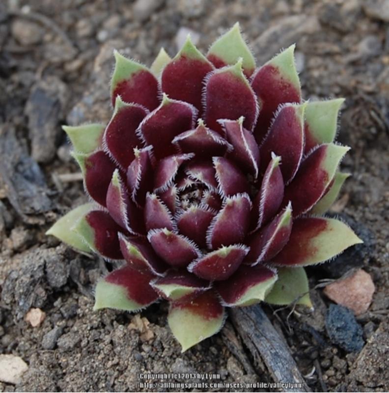 Black Prince
