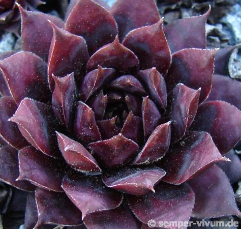 Blaues Blut