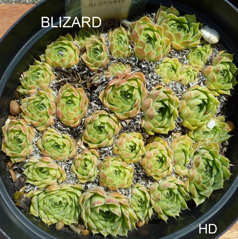 Blizard / Jovi