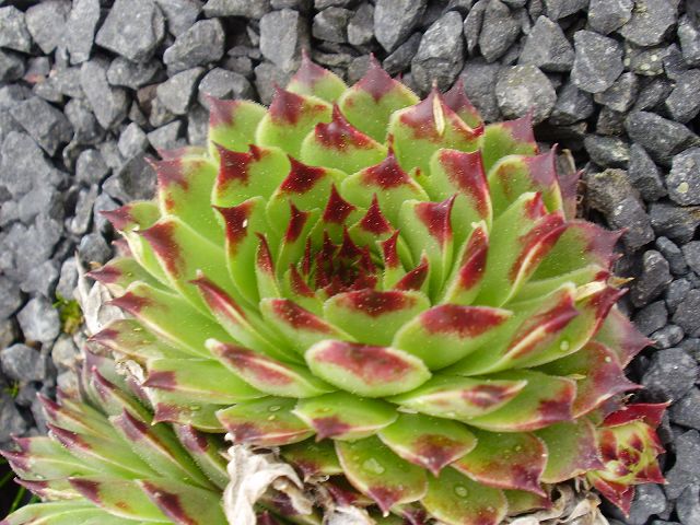 Bicolor