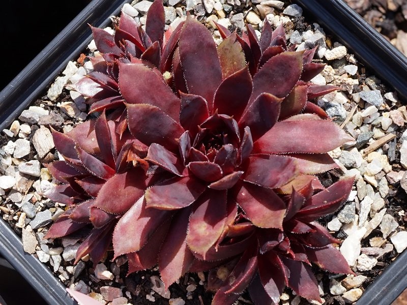 Blazen Jewel