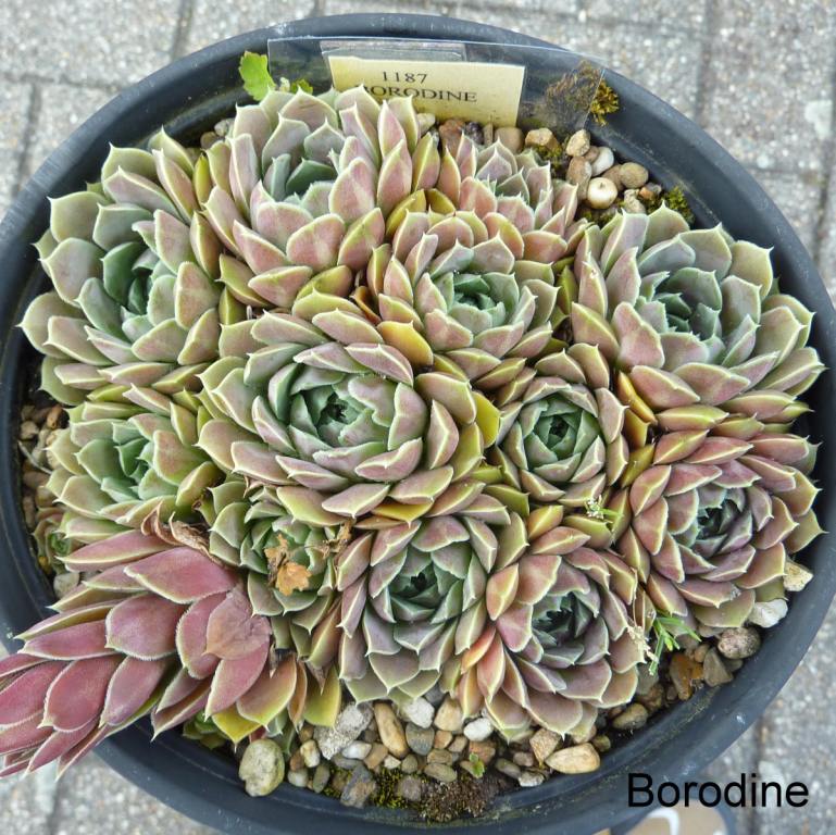 Borodine / Jovi