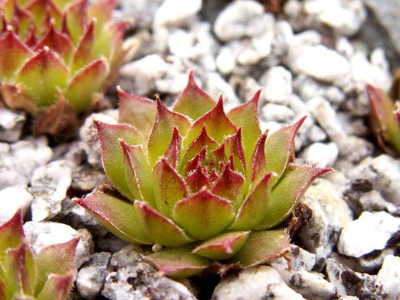 Bicolor ( III )