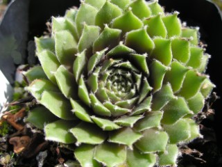 Delta