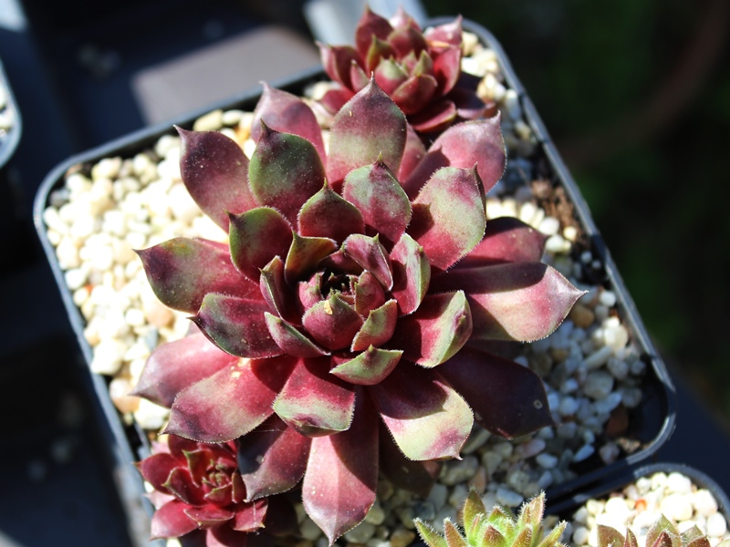Blaues Blut