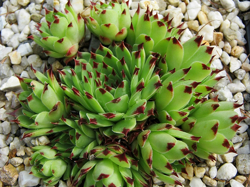 Bicolor