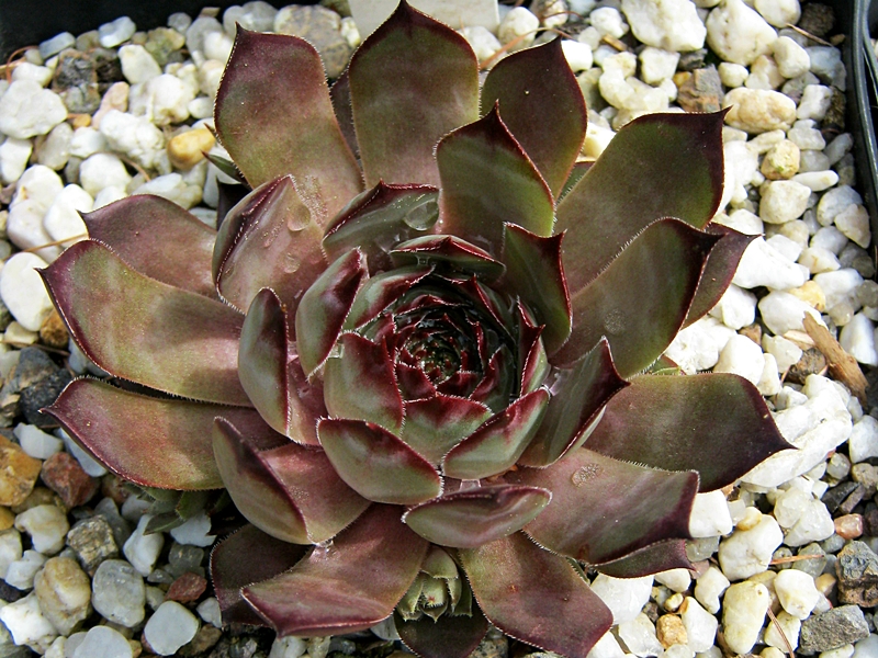Blauer Ritter